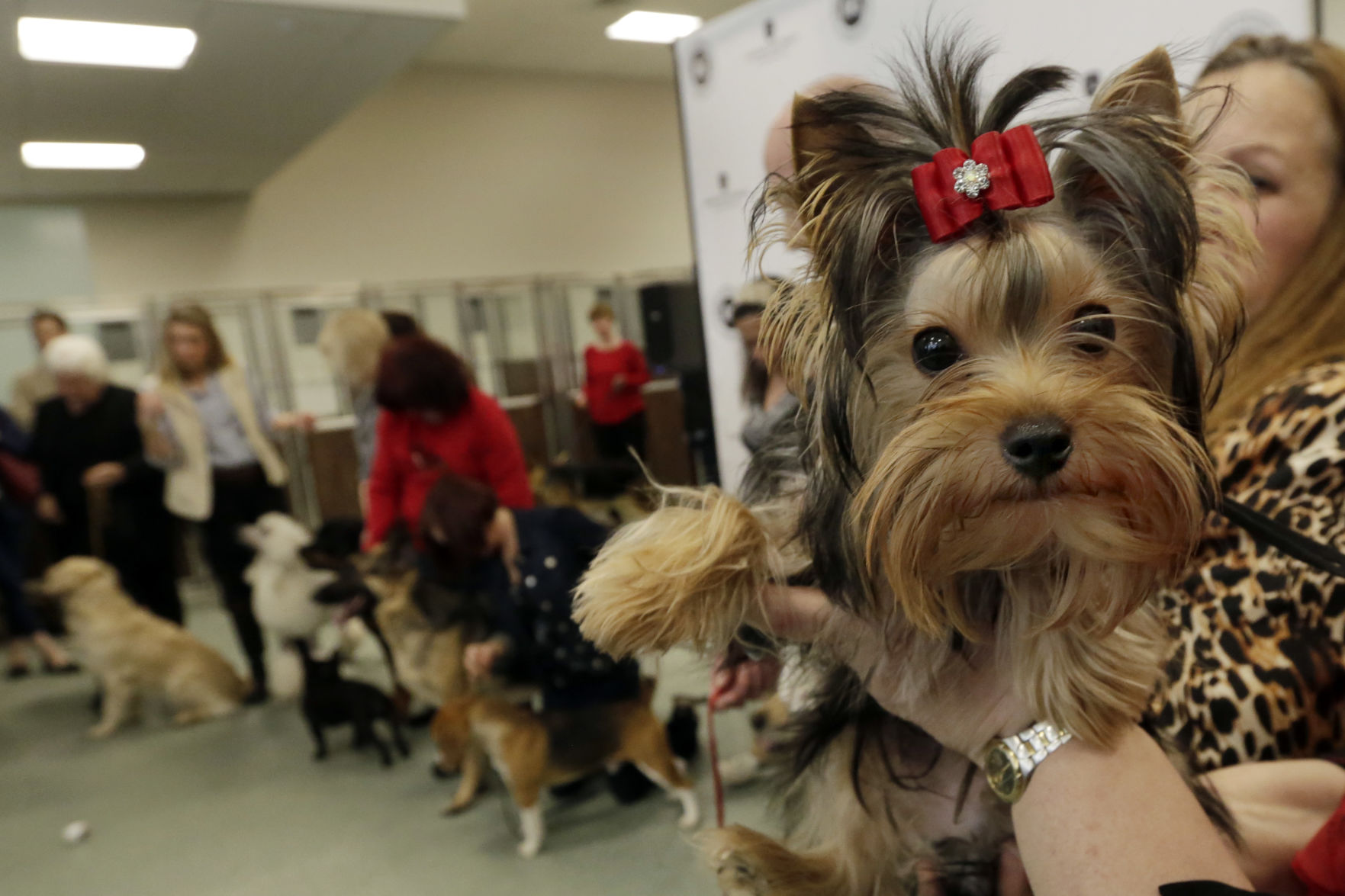9. Yorkshire terrier